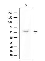 OR8S1 Antibody in Western Blot (WB)