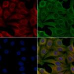 OR9A2 Polyclonal Antibody