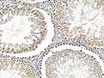 OR9A2 Antibody in Immunohistochemistry (Paraffin) (IHC (P))
