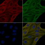 OR9G4 Polyclonal Antibody