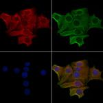 Olfr1500 Polyclonal Antibody