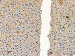 RXFP2 Antibody in Immunohistochemistry (Paraffin) (IHC (P))