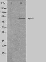RXFP2 Antibody in Western Blot (WB)