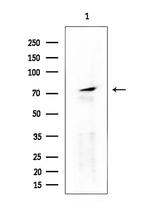 RXFP2 Antibody in Western Blot (WB)