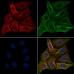 TAS2R7 Polyclonal Antibody