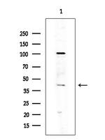 OR10J3 Antibody in Western Blot (WB)