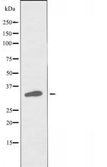 OR51F1 Polyclonal Antibody