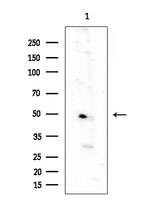 OR52A1 Antibody in Western Blot (WB)