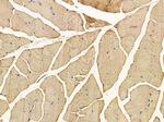 OR52A5 Antibody in Immunohistochemistry (Paraffin) (IHC (P))