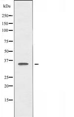 OR51A4 Antibody in Western Blot (WB)