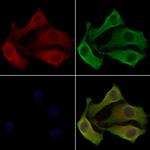 OR5D16 Antibody in Immunocytochemistry (ICC/IF)