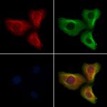 OR5M1/OR5M10 Antibody in Immunocytochemistry (ICC/IF)