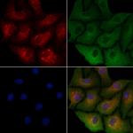 OR5M1/OR5M10 Antibody in Immunocytochemistry (ICC/IF)