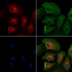 OR6J1 Polyclonal Antibody