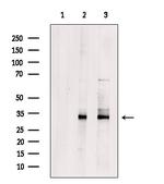 OR6J1 Antibody in Western Blot (WB)