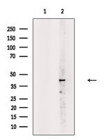 OR8B4 Antibody in Western Blot (WB)