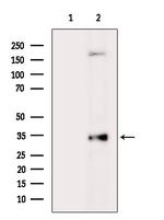 TAS2R45 Antibody in Western Blot (WB)
