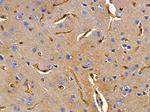 U12 Polyclonal Antibody