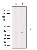 U12 Antibody in Western Blot (WB)
