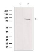 IKK epsilon Polyclonal Antibody