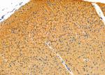 MTM1 Antibody in Immunohistochemistry (Paraffin) (IHC (P))