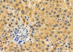 TBRG4 Antibody in Immunohistochemistry (Paraffin) (IHC (P))