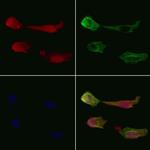 CDCA8 Polyclonal Antibody