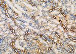 TCTN3 Antibody in Immunohistochemistry (Paraffin) (IHC (P))