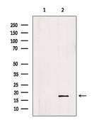 ID2 Antibody in Western Blot (WB)