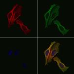 NCK1 Polyclonal Antibody