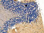 NCK1 Antibody in Immunohistochemistry (Paraffin) (IHC (P))