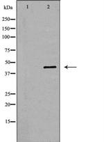 NCK1 Antibody in Western Blot (WB)