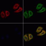 LYZL6 Polyclonal Antibody