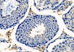 LYZL6 Antibody in Immunohistochemistry (Paraffin) (IHC (P))