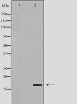 LYZL6 Antibody in Western Blot (WB)