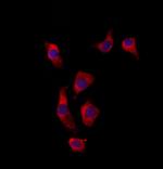 GSS Polyclonal Antibody