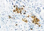 GSS Antibody in Immunohistochemistry (Paraffin) (IHC (P))