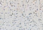 GSS Antibody in Immunohistochemistry (Paraffin) (IHC (P))