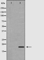 RNASE13 Polyclonal Antibody