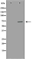 NUAK2 Antibody in Western Blot (WB)