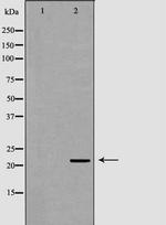 NTF4 Polyclonal Antibody