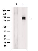 MAGED1 Polyclonal Antibody