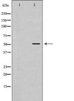 ATG4C Polyclonal Antibody
