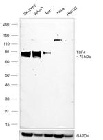 TCF4 Antibody
