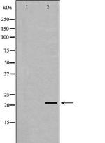Bcl-W Polyclonal Antibody