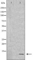 NEDD8 Polyclonal Antibody