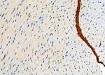 SMPD2 Antibody in Immunohistochemistry (Paraffin) (IHC (P))