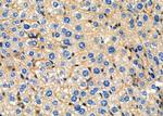SMPD2 Antibody in Immunohistochemistry (Paraffin) (IHC (P))