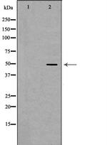 SMPD2 Antibody in Western Blot (WB)