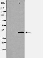 GAS2 Antibody in Western Blot (WB)